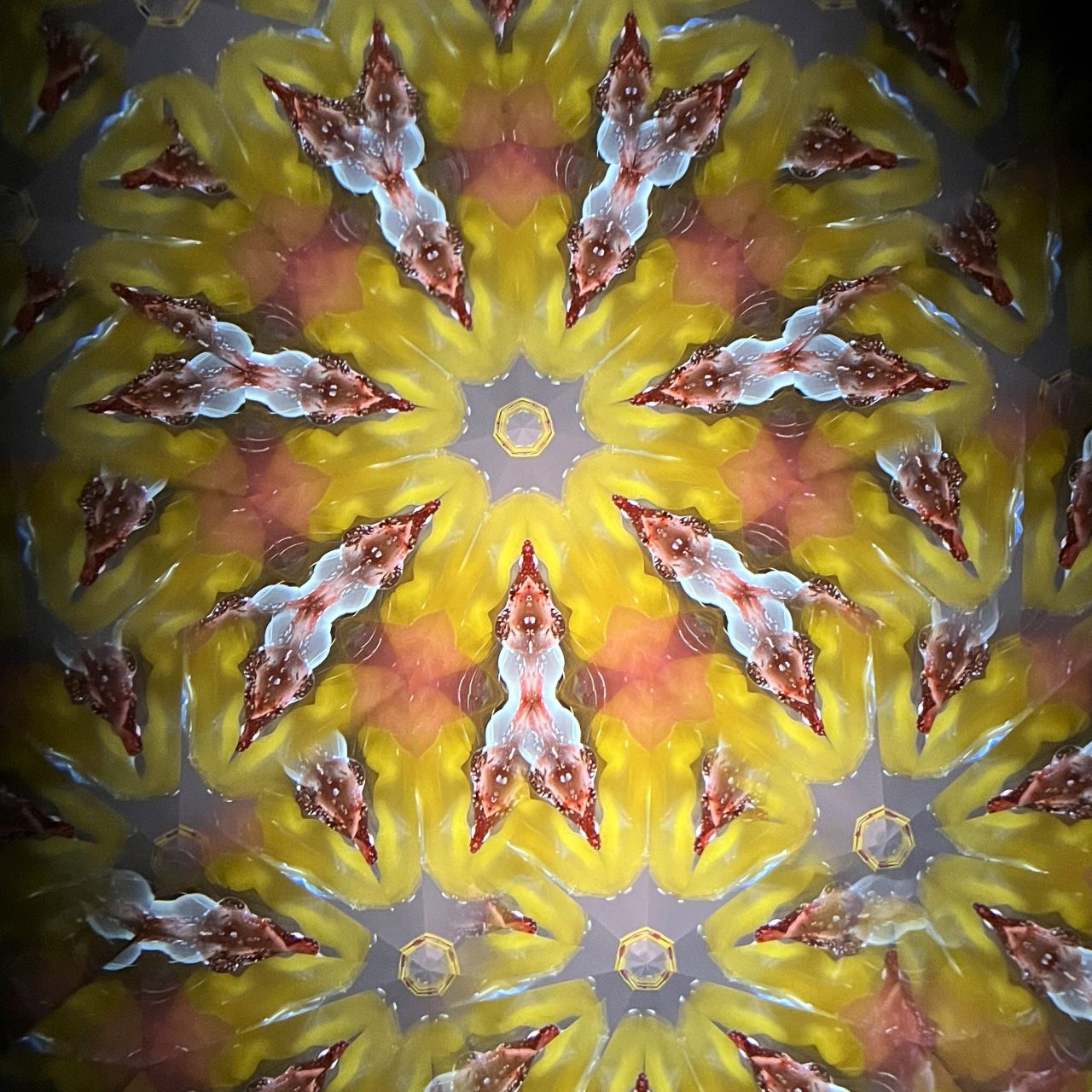 Chitoshi Takabayashi ”Colors of the Sun”