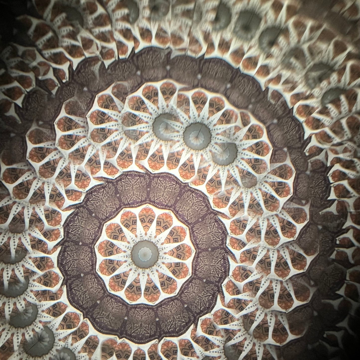 Tomoo Hosono     Teleidoscope "TM" #982