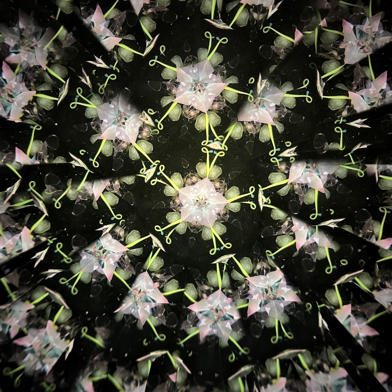 Keiko and Yoshiaki Onodera　　”First Cherry Blossoms"    -glass kaleidoscope-